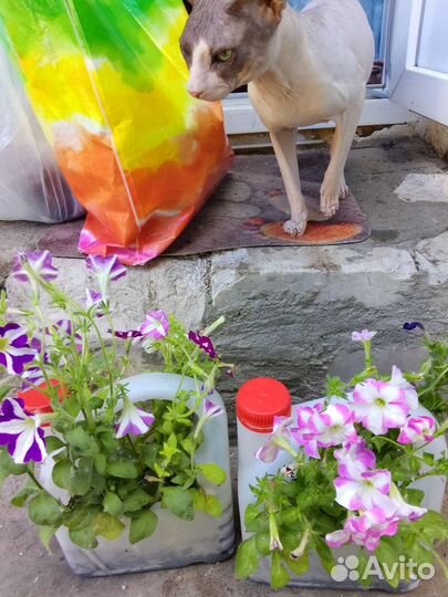 Сфинкс донской