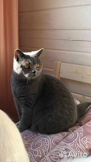 Шотландская кошка