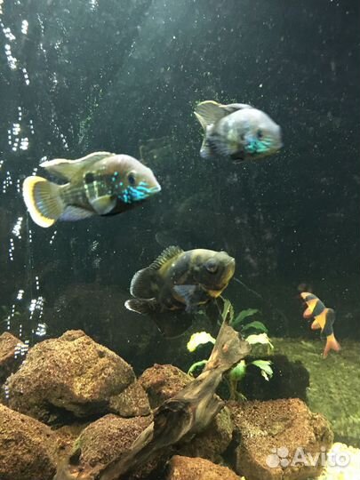 Астронотус, акара