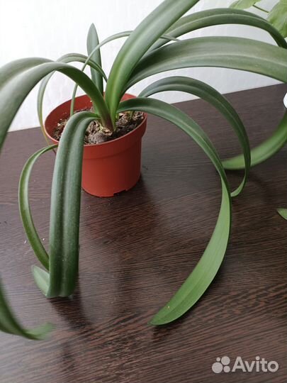 Герань пеларгония цветет белым цветом