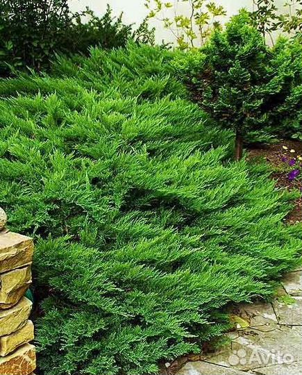 Можжевельник многолетний