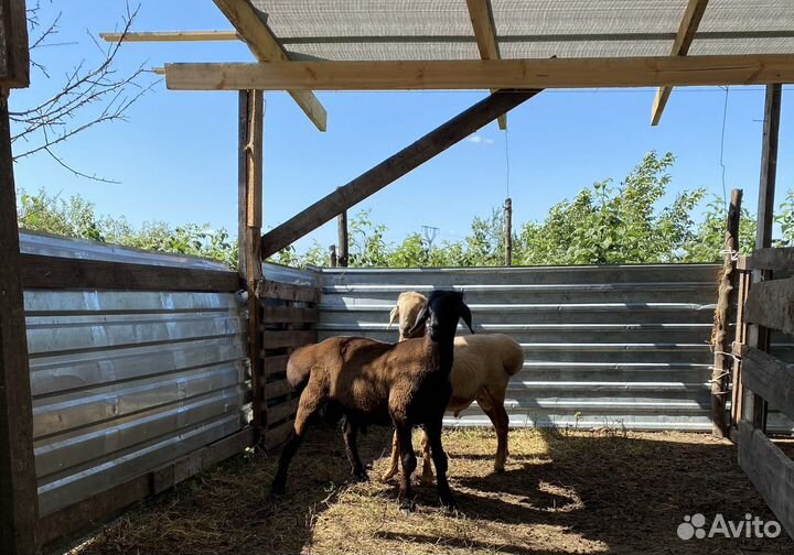 Ягнята баранчики