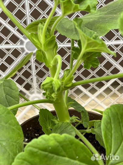 Пеларгония герань