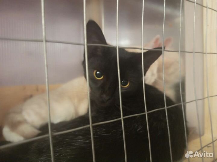 Котик и кошечка