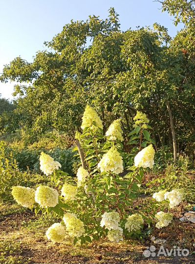 Гортензия метельчатая