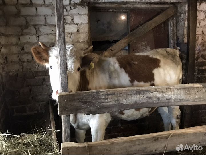 Корова телка