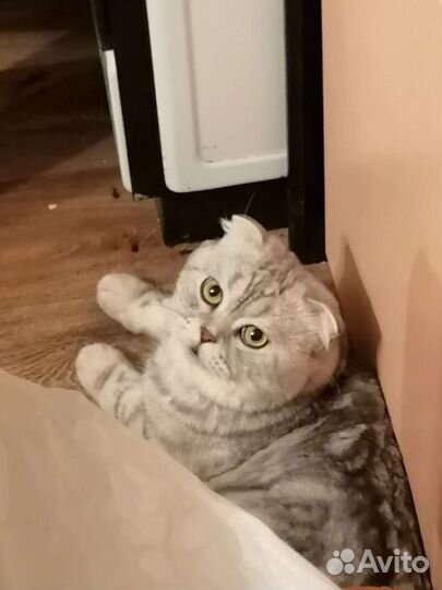 Кот на вязку