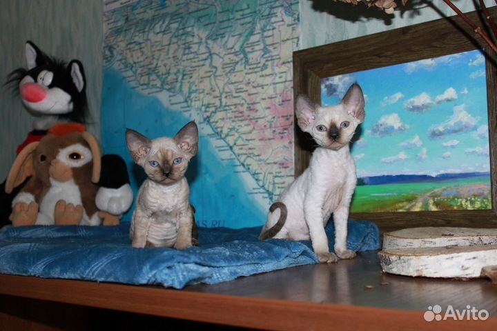 Котята девон-рекс