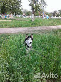 Хаски вязка