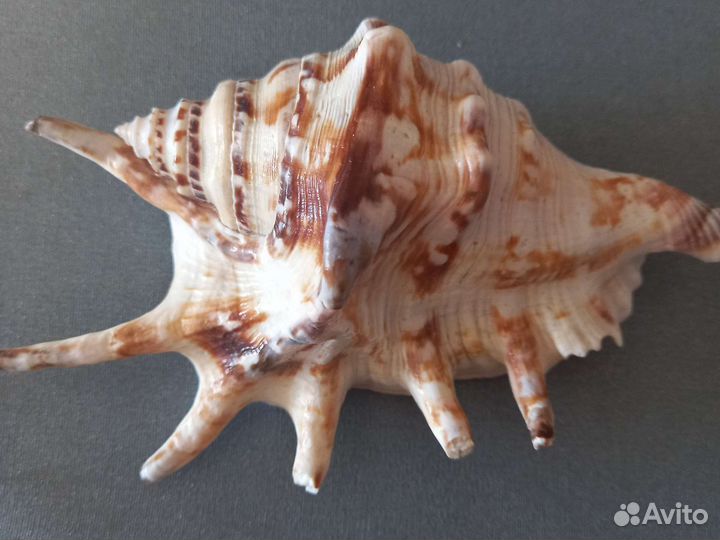 Морские ракушки раковины