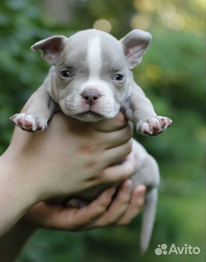 Американский булли щенки