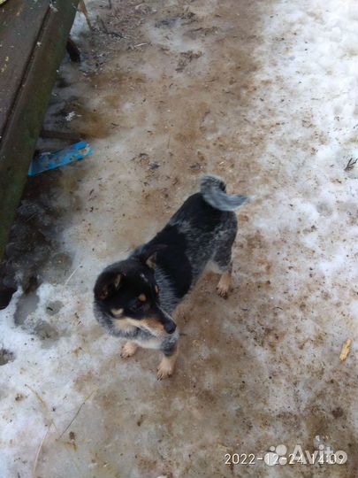 Щенок метис