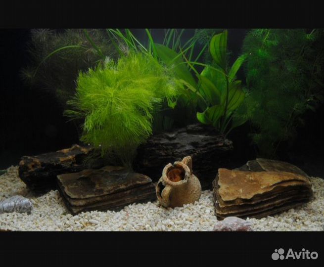 Улитки Хелена