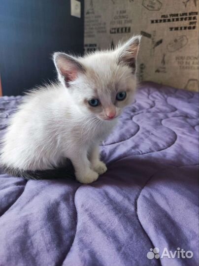 Котята невская маскарадная+тайский