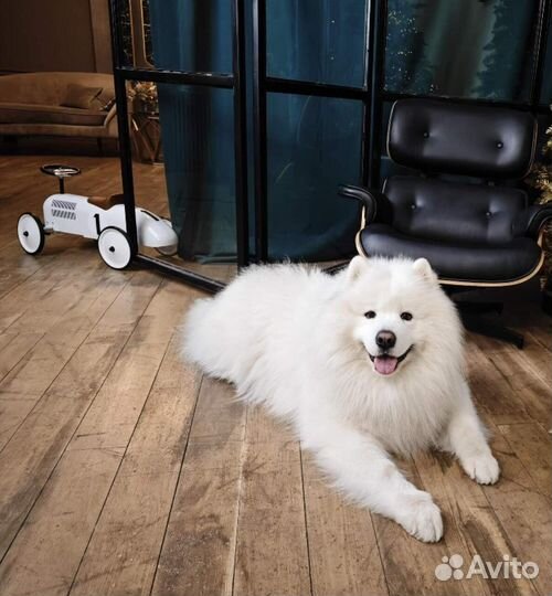 Фото с самоедом