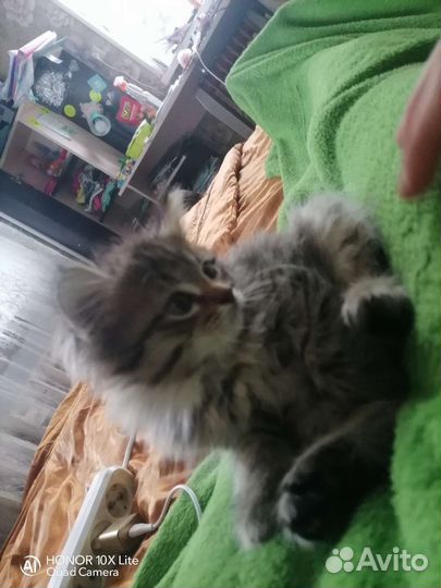 Кошки в добрые руки бесплатно 3 месяца