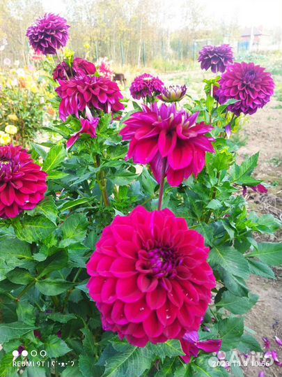 Клубни георгинов