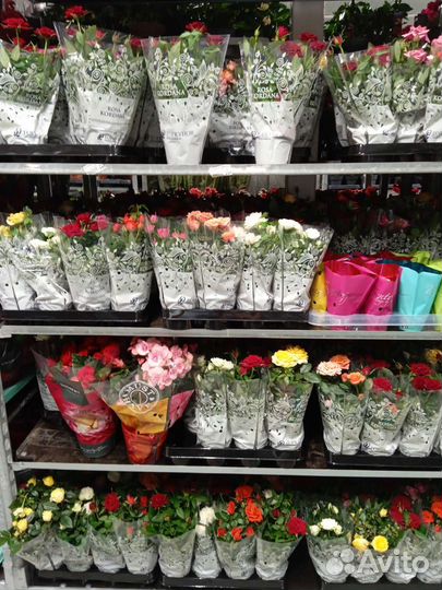 Комнатные цветы