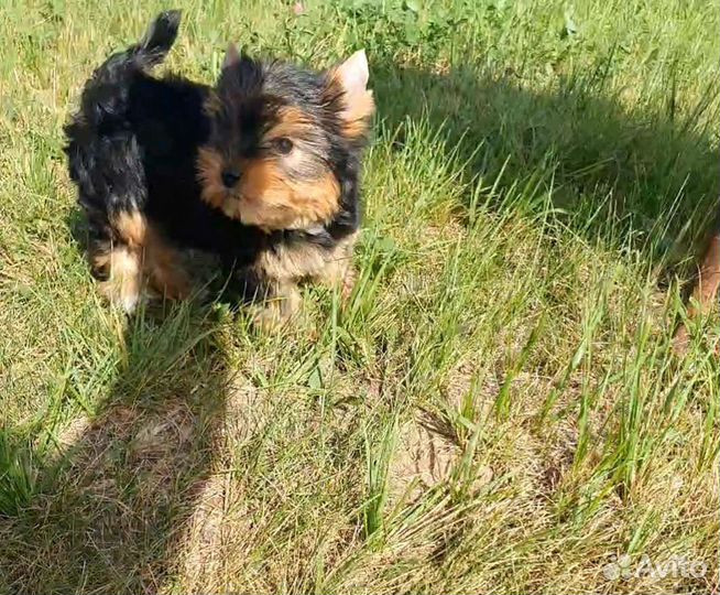 Йоркширский терьер мини беби фейс щенки