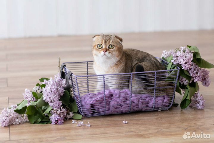 Кот на вязку