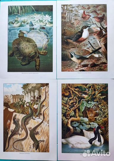 Ботанические иллюстрации цветы, животные, птицы