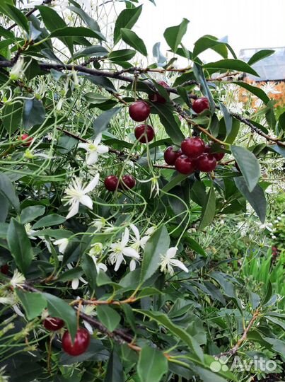 Саженцы и декоративные кустарники