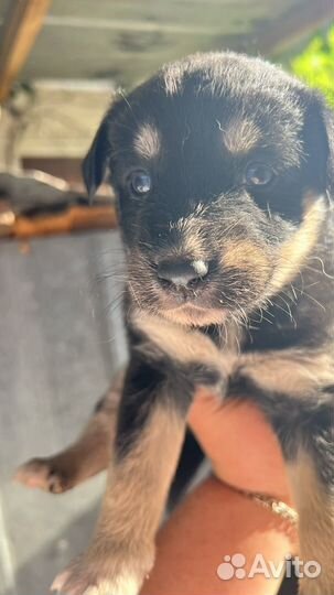 Щенок в добрые руки бесплатно