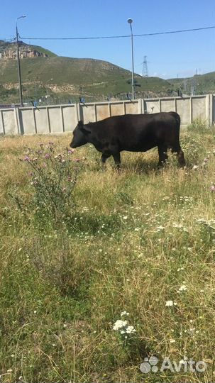 Абердино-Ангусы Коровы,телки, телята буйвол бык