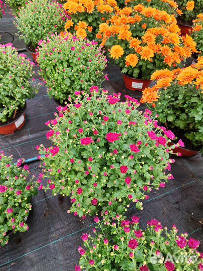 Хризантема мультифлора