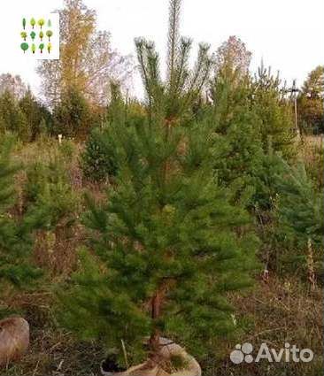 Саженцы ели опт