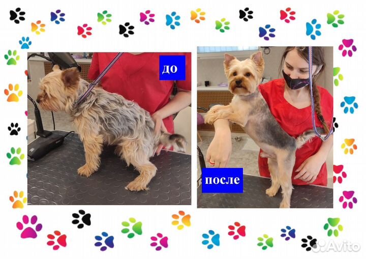 Груминг для животных