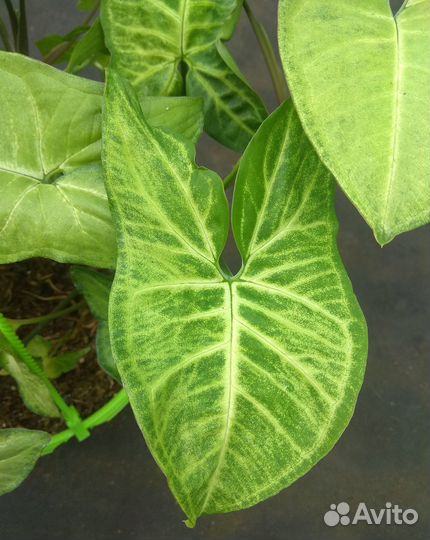 Сингониум Батерфляй