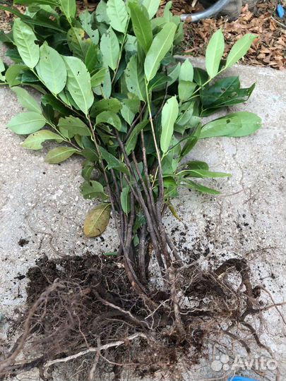 Живая изгородь