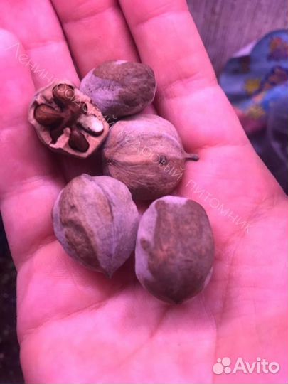 Орех Гикори, Кария овальная саженцы