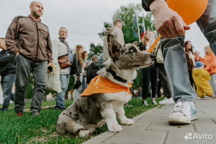 Корги кардиган вязка