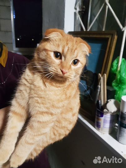 Котенок девочка бесплатно