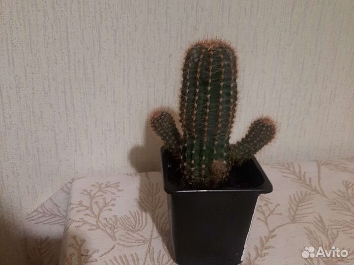 Кактус эхинопсис