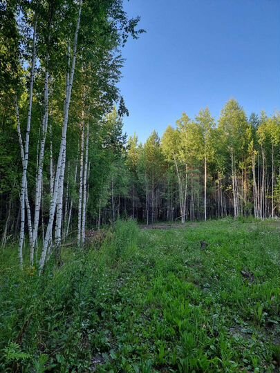 Участок 12 сот. (СНТ, ДНП)