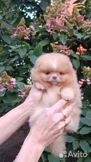 Кукольные Мальчики