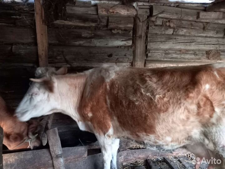 Корова дойная