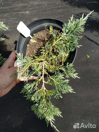 Можжевельник горизонтальный Glacier