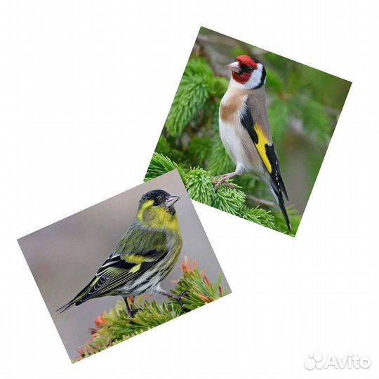 Певчие птицы