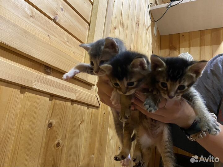 Абиссинские котята