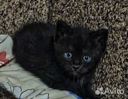 Котёнок котята бесплатно