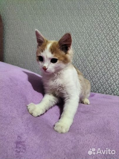 Отдам котика в добрые руки