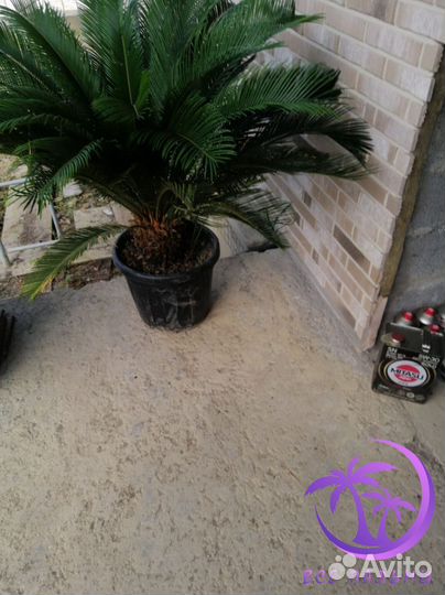 Пальма Цикас