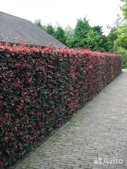 Кустарники для сада