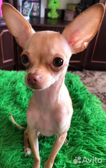 Продается щенок,ласковая девочка той терьер мини