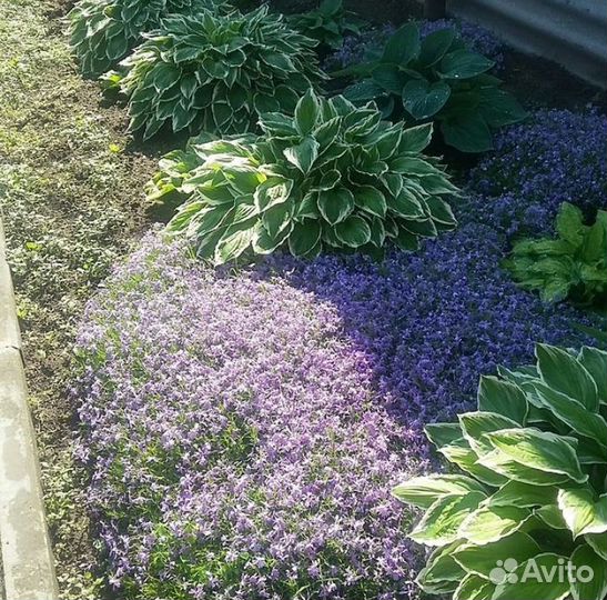 Корневища ириса,ромашки,хосты