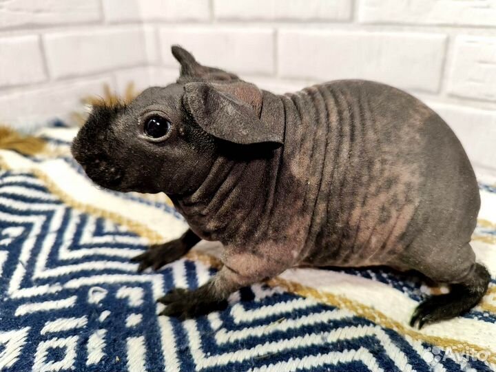 Морские свинки скинни девочки 8шт доставка